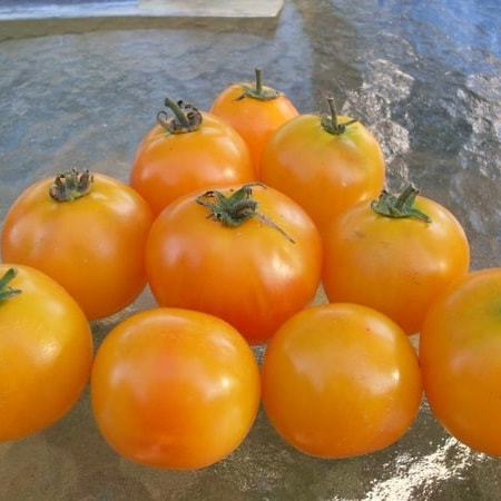 Amber Tomato