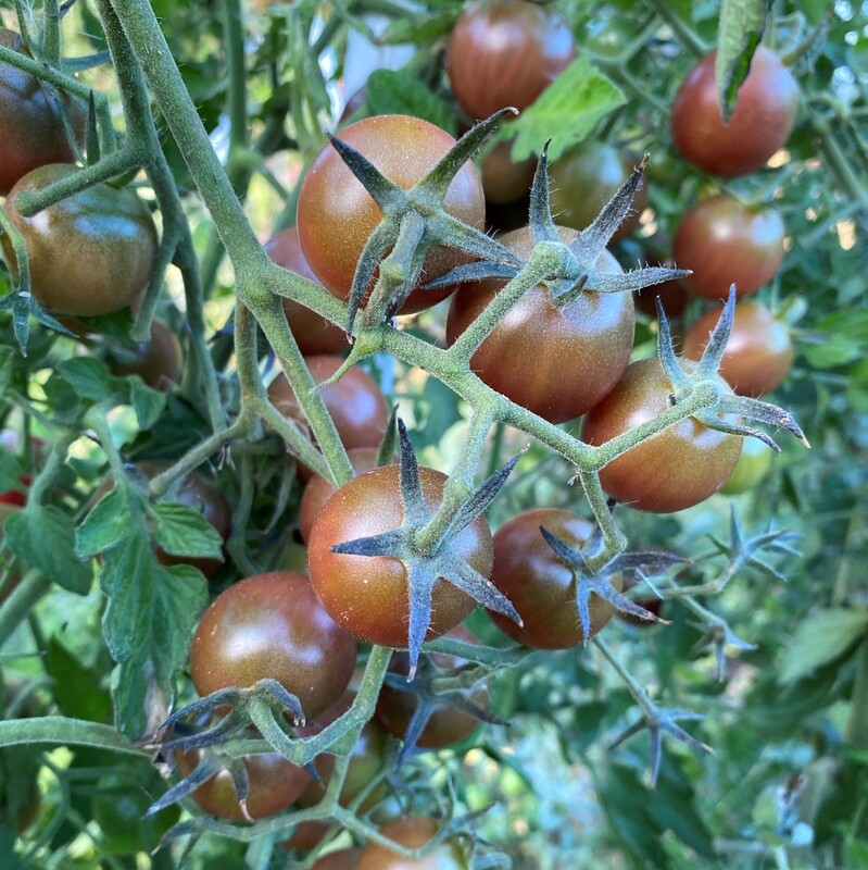 Black Cherry tomato cluster