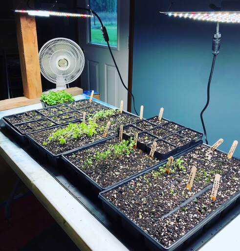 Using LED Grow Lights to Start Seedlings