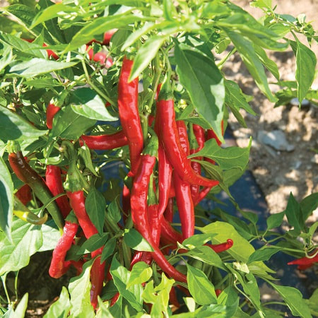 Red Flame F1 Cayenne Pepper