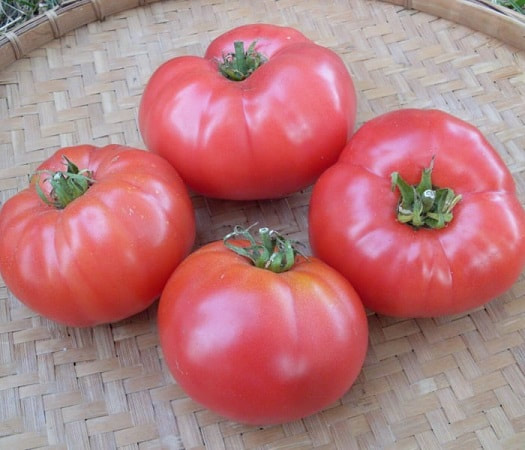 Rosabec Tomato