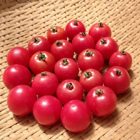 Rosita Brandywine Cherry Tomato