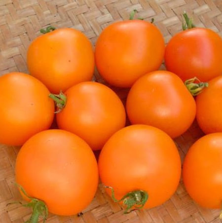 Sungella Tomato